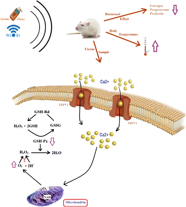 exposure to RF decreases plasma prolactin, progesterone, and estrogen levels but increases uterine oxidative stress in pregnant rats and their offspring