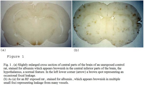 Brain damage after RF-MW exposure - Salford -2003